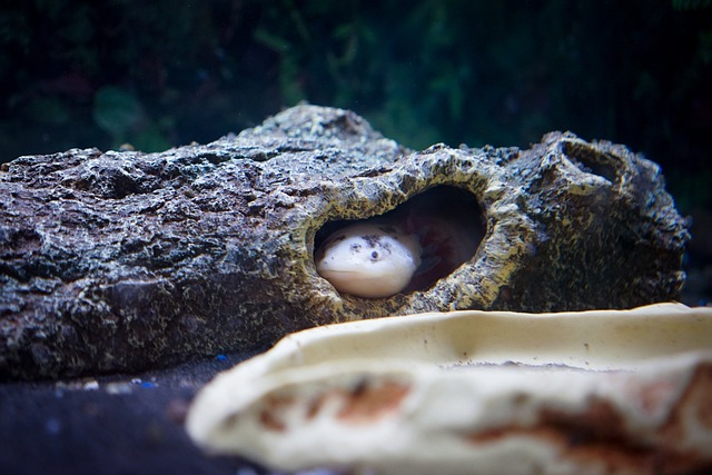 Haxolotl-guiden, hvordan man plejer og opdrager det funky nye amfibie-kæledyr