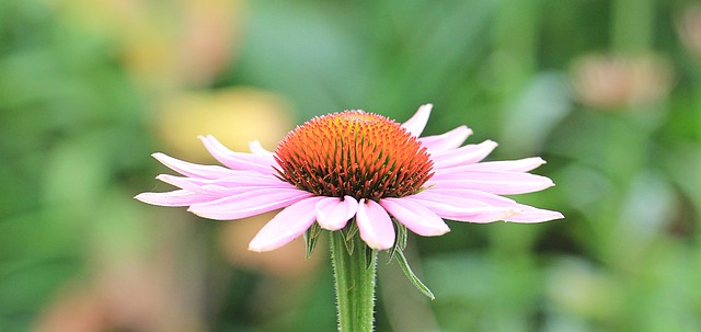 Unveiling the Echinacea Enigma: Debunking Myths and Revealing the Truths