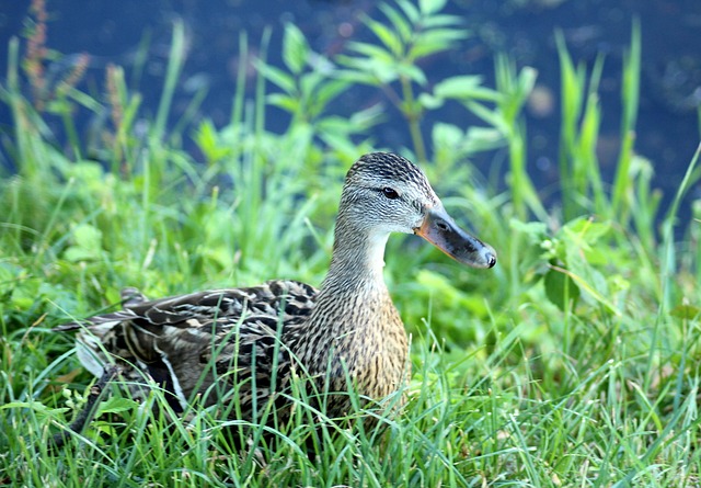 Sådan knækker du koden: 10 smarte strategier til at løse krydsord