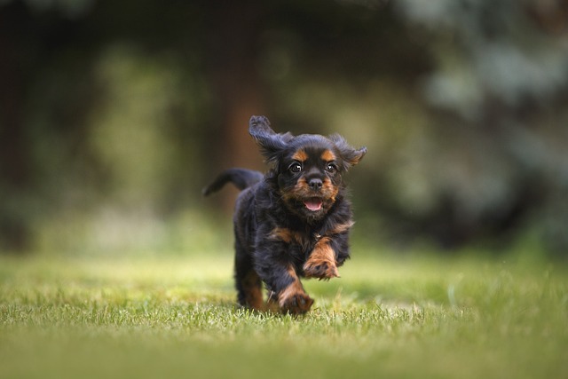 Fra hvalp til ung hund: Lakseoliens rolle i udviklingen