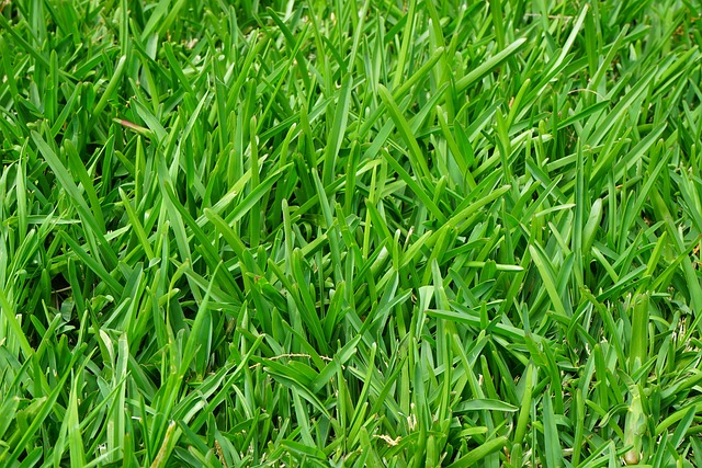 Mosfjerning og græspleje: Hvordan skaber du en sund og frodig græsplæne?